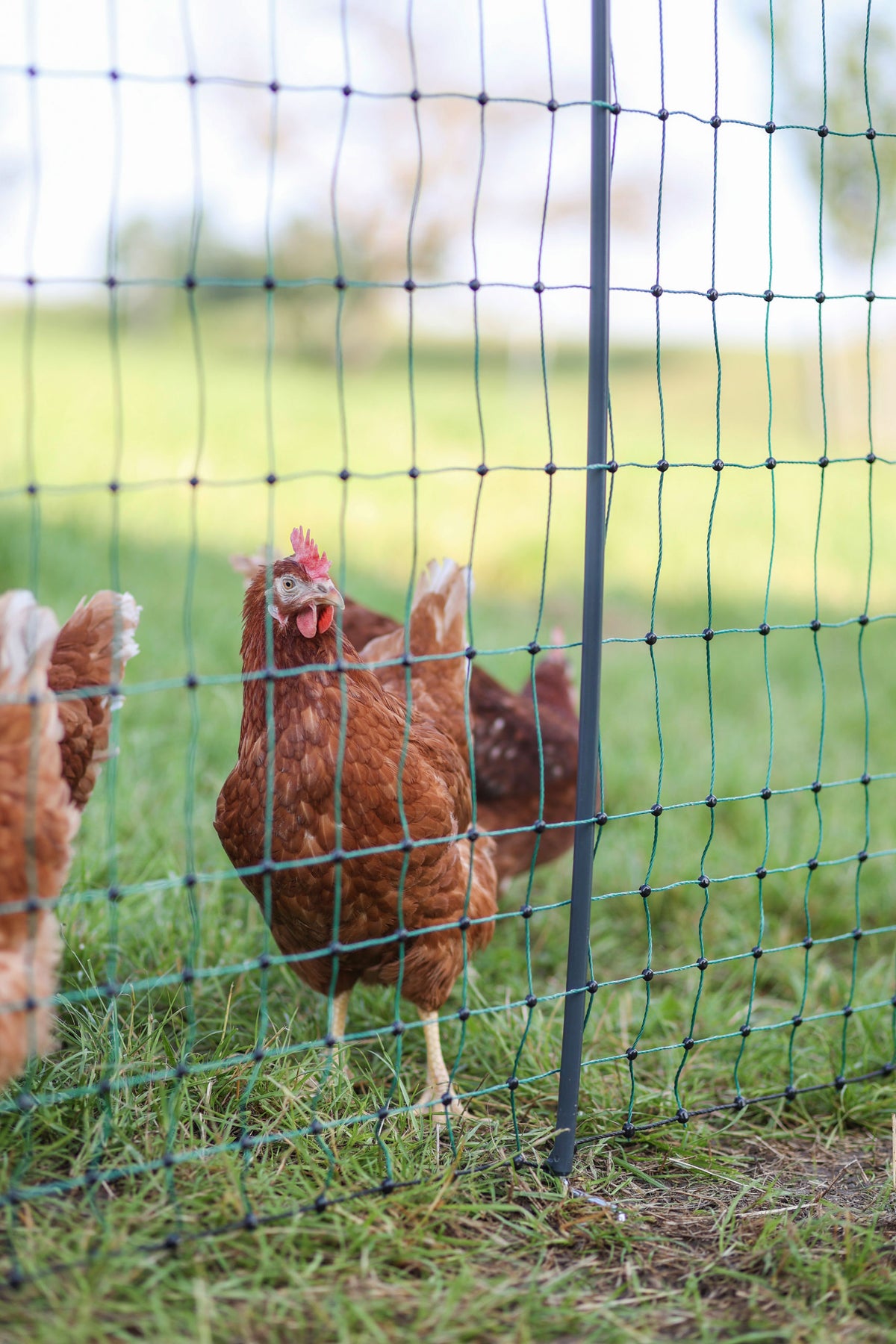Kerbl AKO PoultryNet Premium