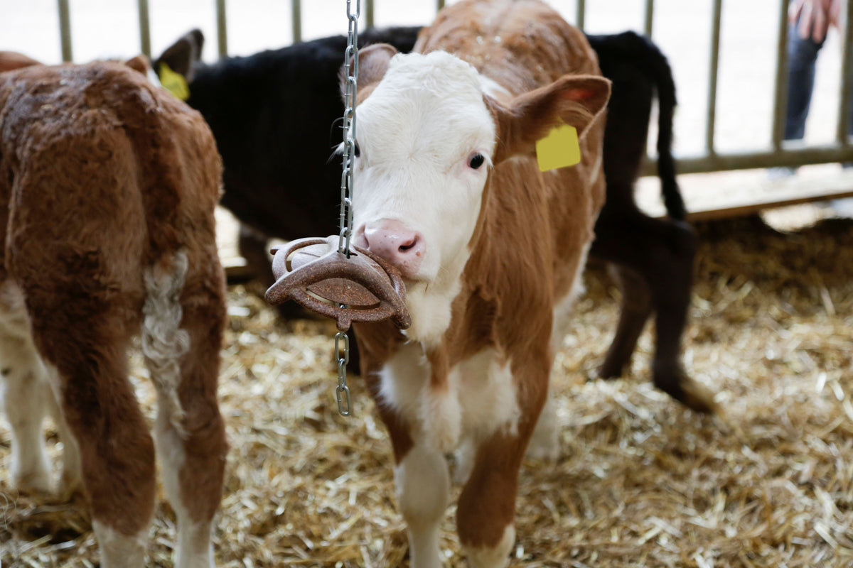 Kerbl Beißring Natur