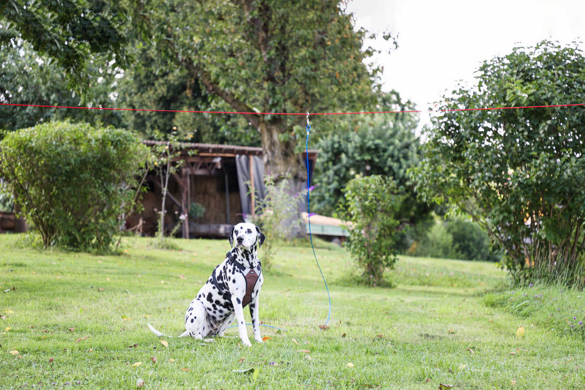 Kerbl Hundeauslauf-System