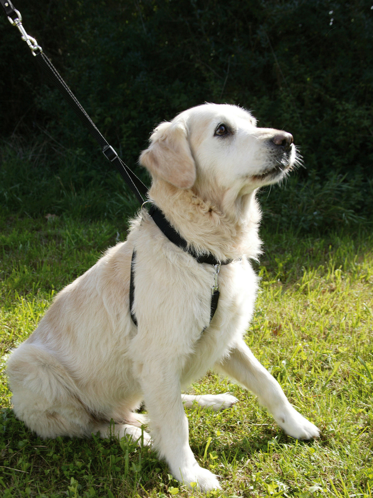 Kerbl Hundegeschirr Maxi Leader