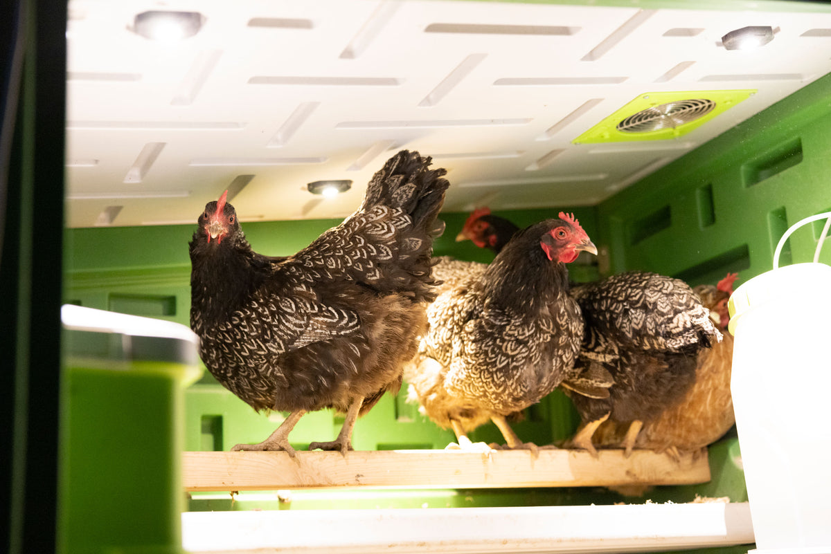 Kerbl SmartCoop LED-Stallbeleuchtung