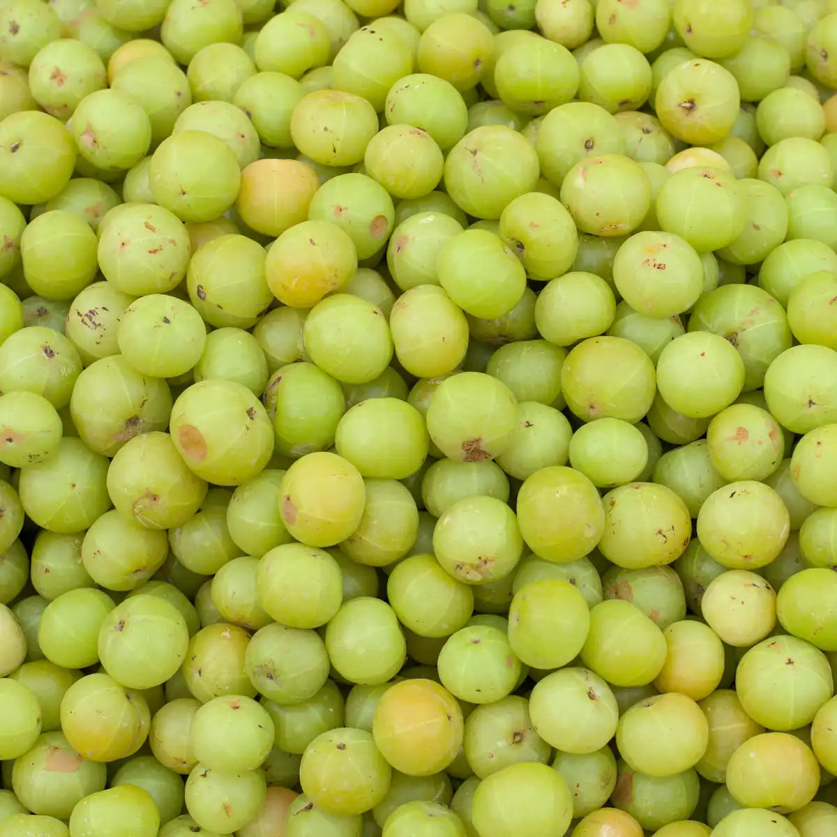 Satower Mosterei 12 x 0,2l Satower Amla Saft (purer Direktsaft) – Vorratspack