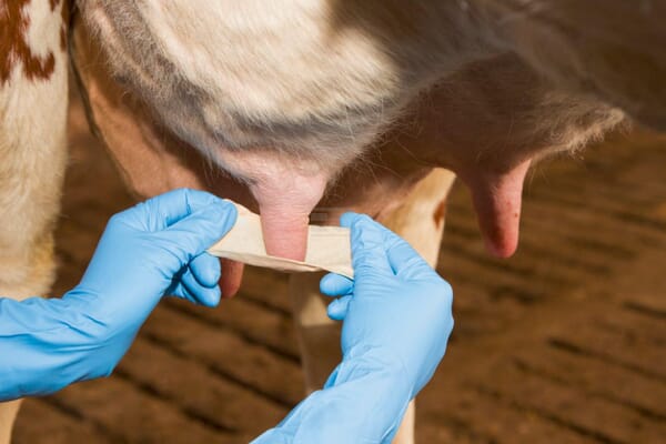Zitzenbandage 6cm 5m