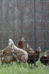 Geflügel E-Netz 122cm 50m SP grün