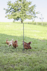 Geflügel E-Netz 122cm 50m SP grün