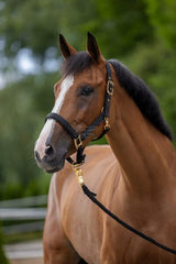 Halter Topline schwarz XFull