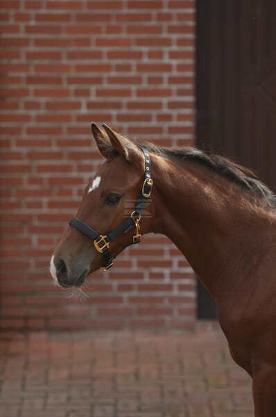 Fohlenhalsband TopLine schwarz