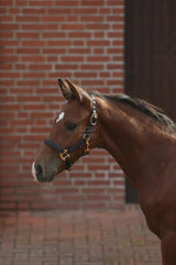 Fohlenhalsband TopLine schwarz