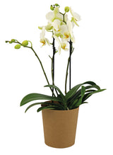 Deco Wraps Deco Wraps Kraft Paper Cup