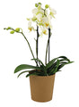 Deco Wraps Deco Wraps Kraft Paper Cup