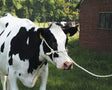 Halter mit Seil HD