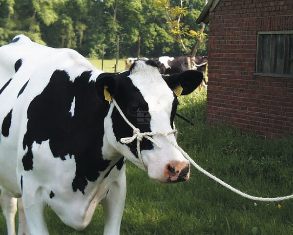Halter mit Seil HD