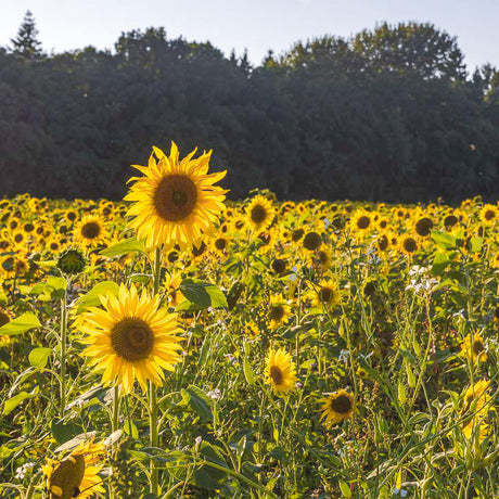Inselmühle Usedom Orangen-Sonnenblumenöl nativ & kalt gepresst 100 ml
