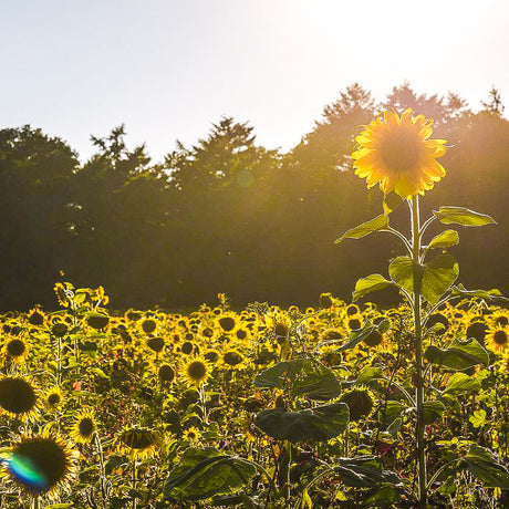 Inselmühle Usedom Zitronen-Sonnenblumenöl nativ & kalt gepresst 100 ml