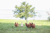 Kerbl AKO PoultryNet Premium