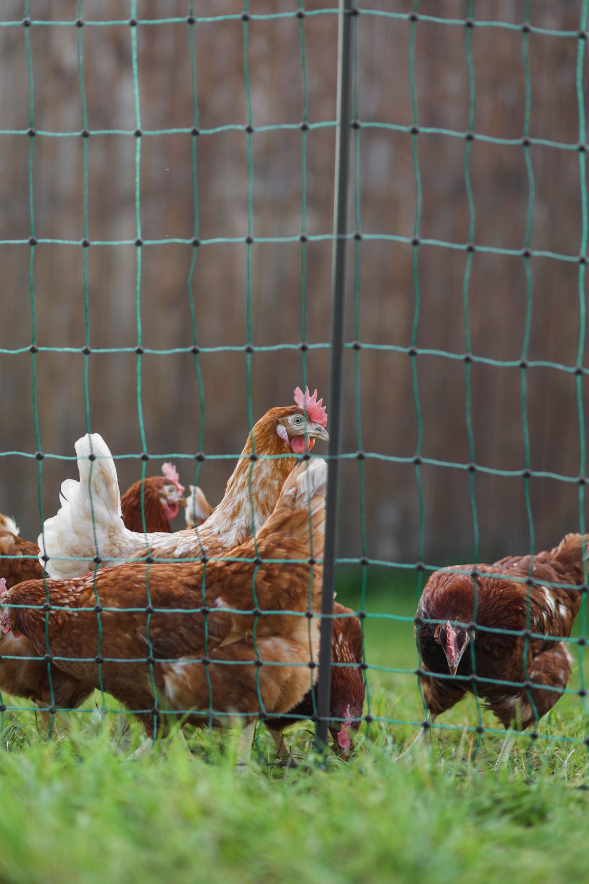 Kerbl AKO PoultryNet Premium
