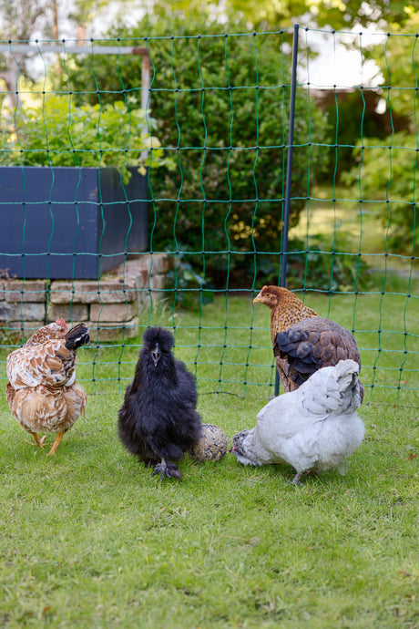 Kerbl AKO PoultryNet Premium