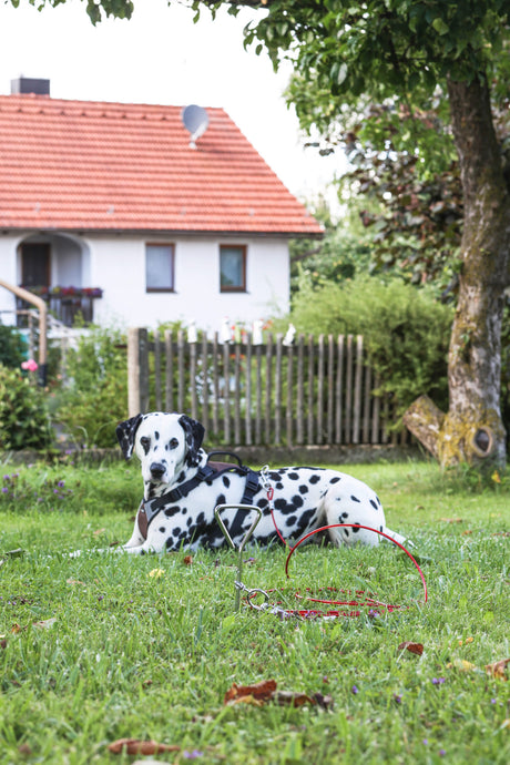 Kerbl Anlegespirale mit Laufleine
