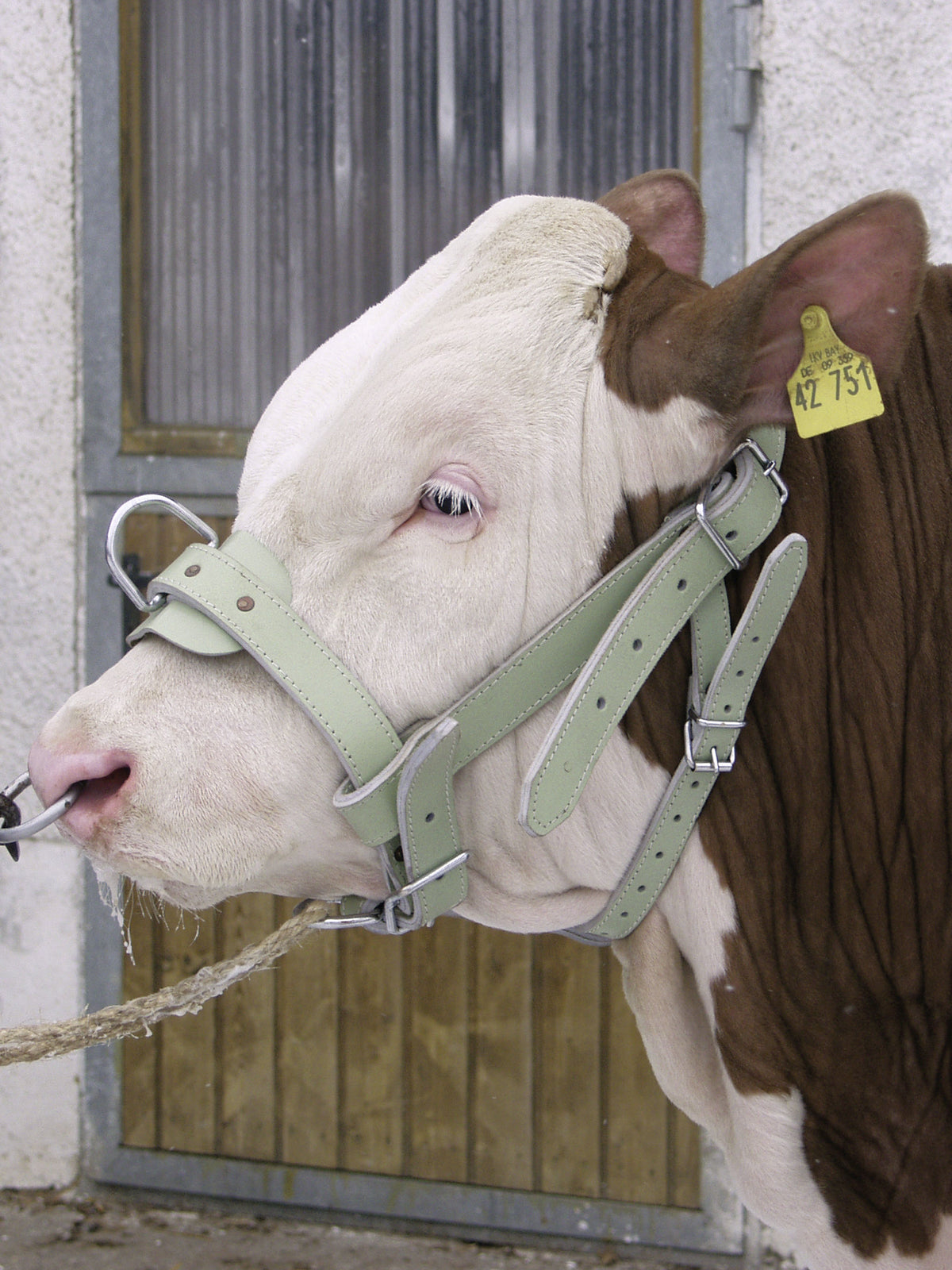 Kerbl Bullenhalfter