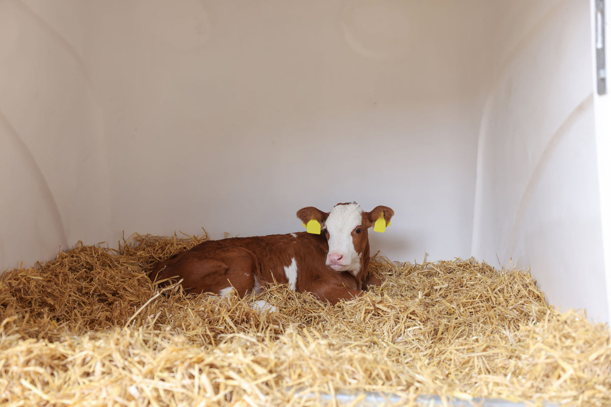 Kerbl CalfHouse Premium DUO
