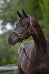 Kerbl Halfter Eco