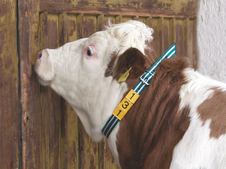 Kerbl Halsmarkierungsband Premium