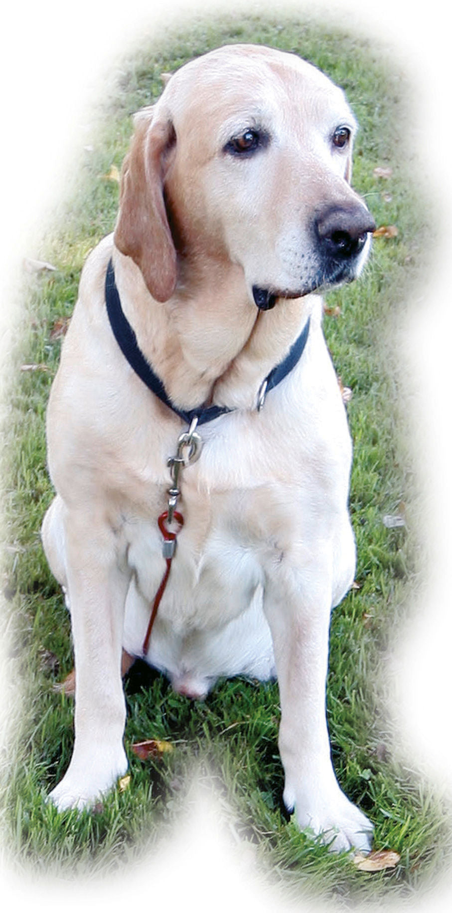 Kerbl Hundeauslauf-System