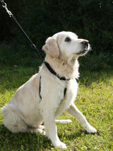Kerbl Hundegeschirr Maxi Leader