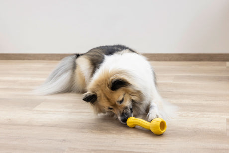 Kerbl Hundespielzeug Aqua