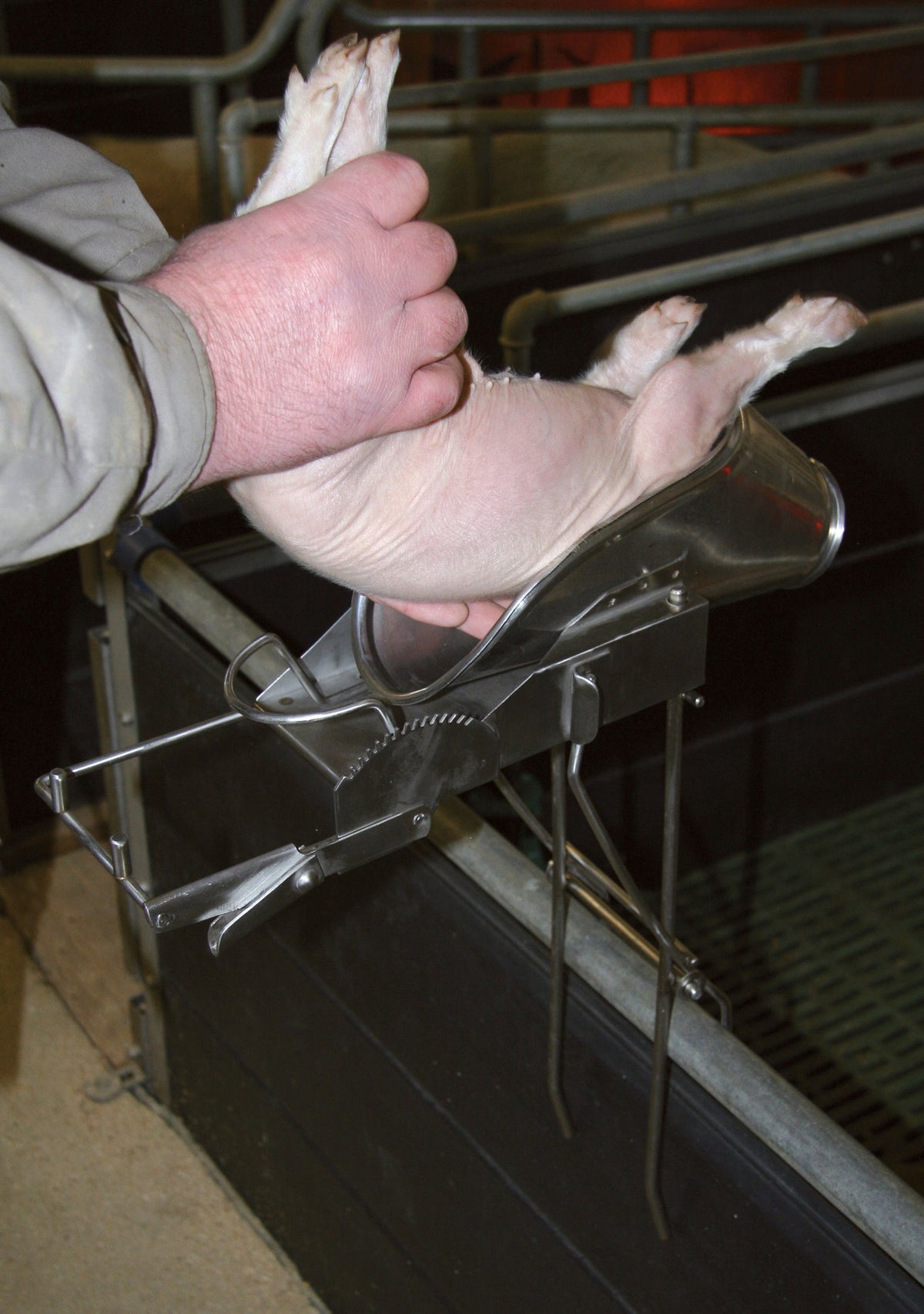 Kerbl Kastrationsgerät für Ferkel