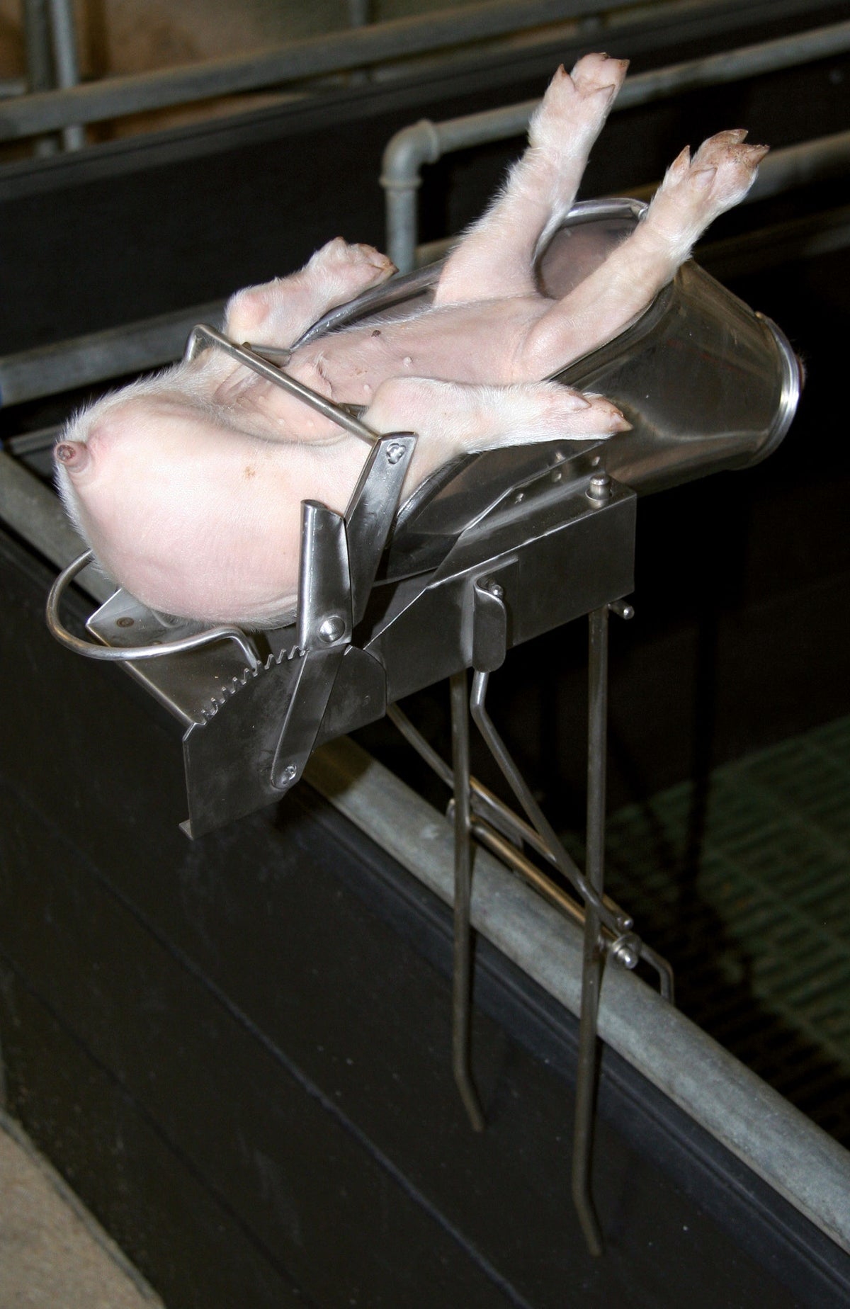 Kerbl Kastrationsgerät für Ferkel