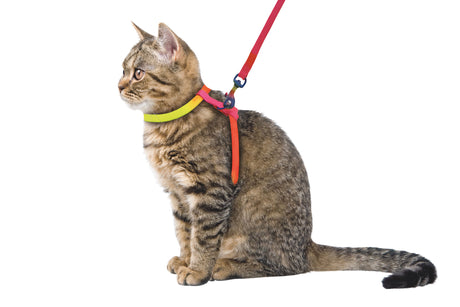 Kerbl Katzengeschirr Rainbow