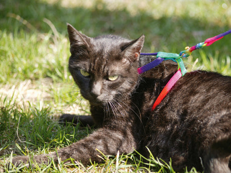 Kerbl Katzengeschirr Rainbow