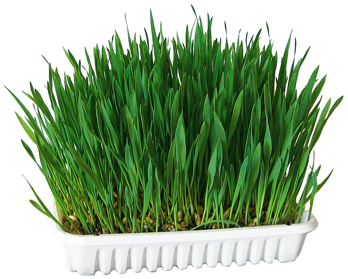 Kerbl Katzengras