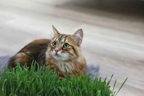 Kerbl Katzengras