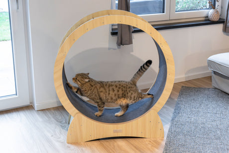 Kerbl Katzenlaufrad