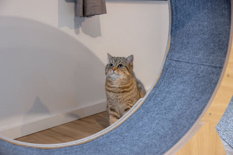 Kerbl Katzenlaufrad