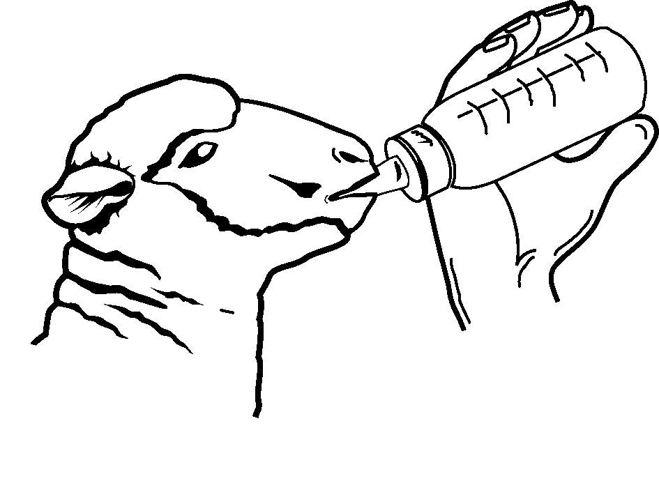 Kerbl Lämmerflasche Anti-Vac