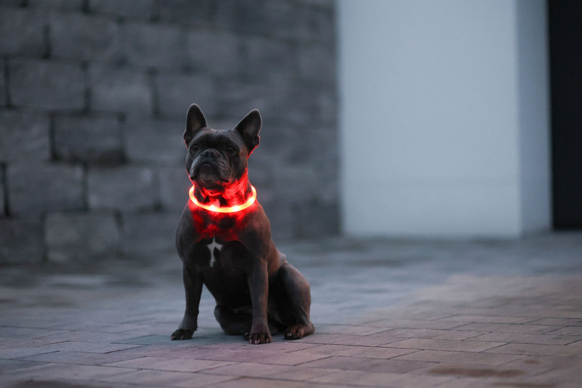 Kerbl LED-Halsband Maxi Safe