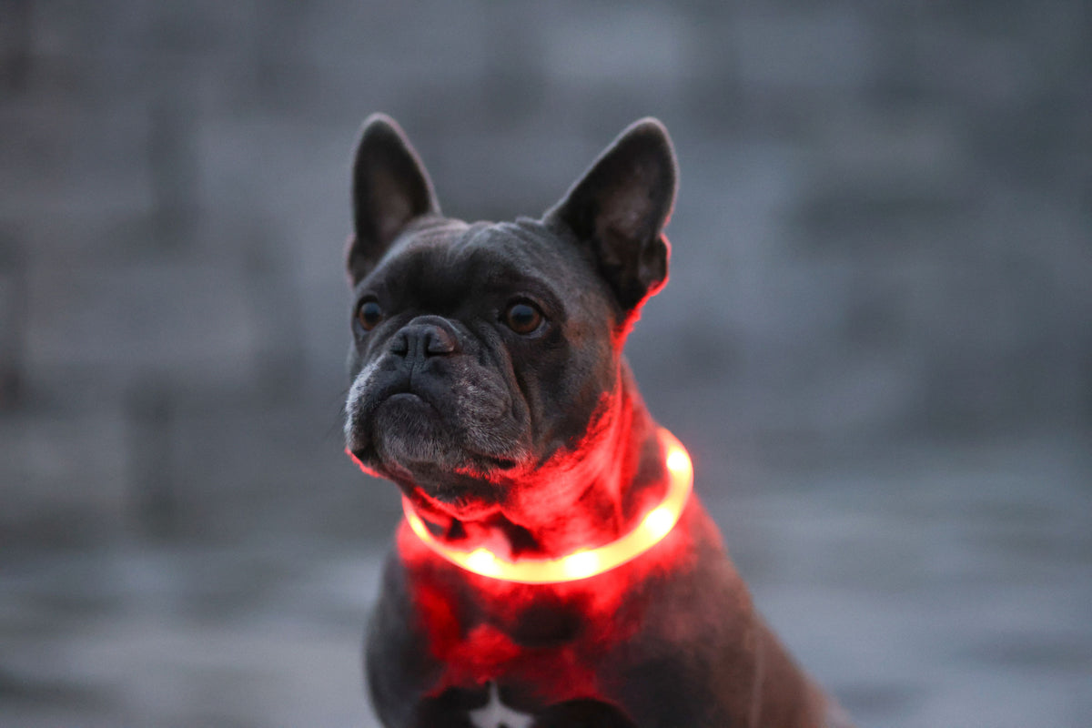 Kerbl LED-Halsband Maxi Safe