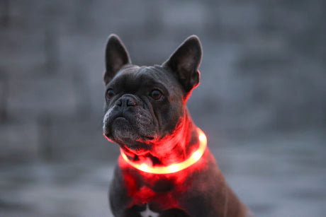 Kerbl LED-Halsband Maxi Safe
