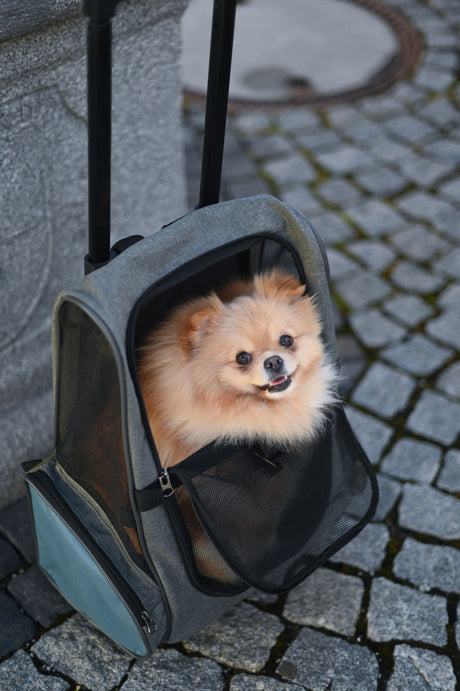 Kerbl Trolley Vacation