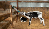 Kerbl Trusti Colostrum Bags