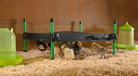 Kerbl Wärmeplatte für Küken CosyHeat