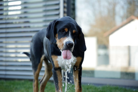 Kerbl Wasserspringbrunnen Bubble