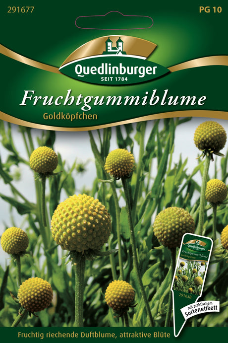 Quedlinburger Saatgut Fruchtgummiblume „Goldköpfchen“