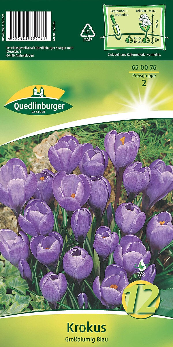 Quedlinburger Saatgut KROKUS „Großblumig Blau“