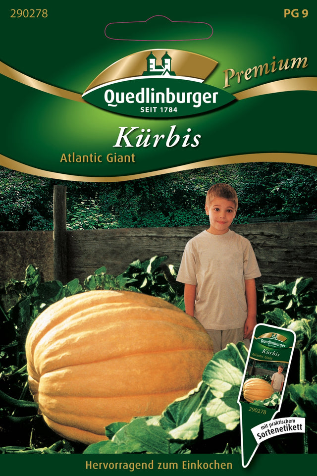 Quedlinburger Saatgut Kürbis „Atlantic Giant“