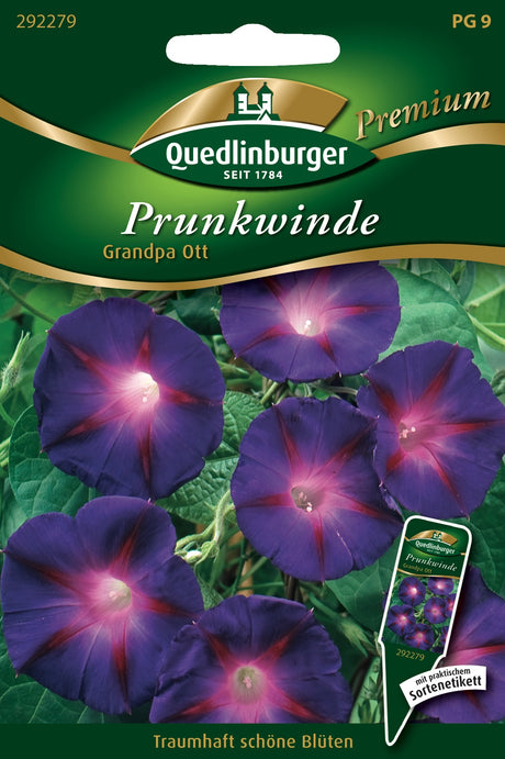 Quedlinburger Saatgut Prunkwinde „Grandpa Ott“