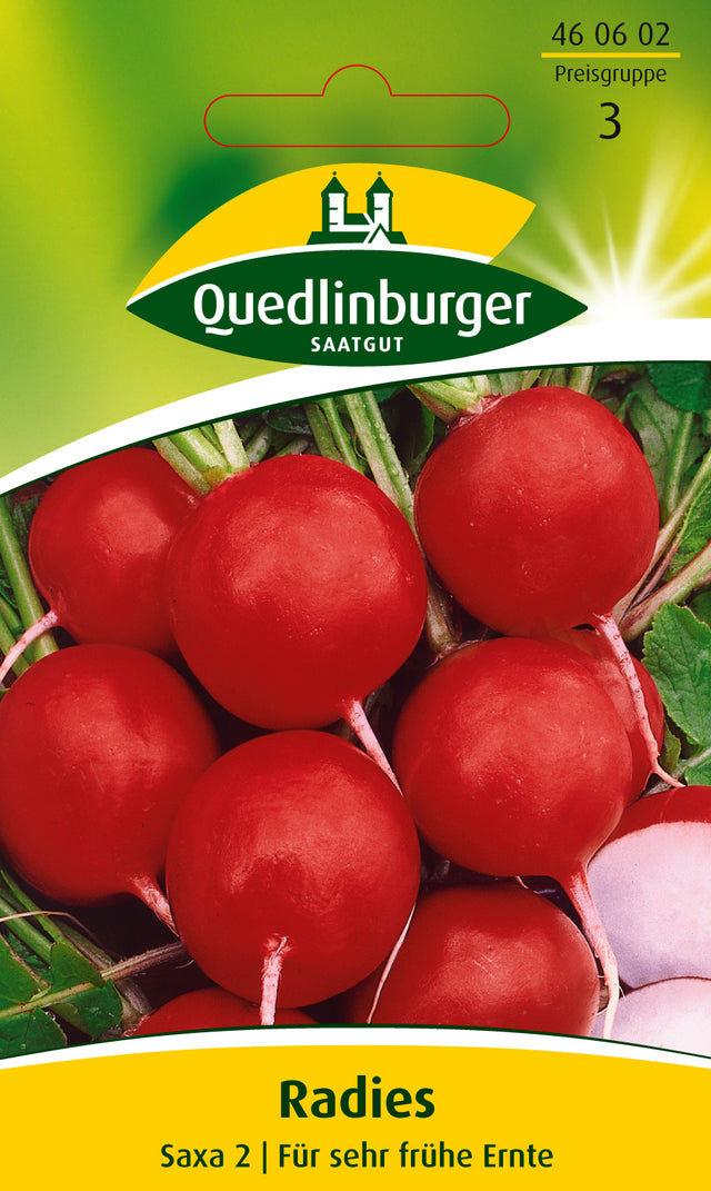 Quedlinburger Saatgut Radies „Saxa 2“